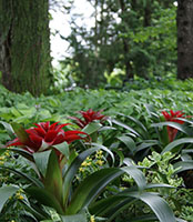 Bromeliads growing on the ground