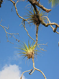 Bromeliad growing on a tree branch