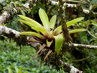 Larger bromeliad groing on a tree