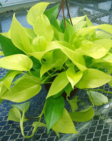 Neon Pothos