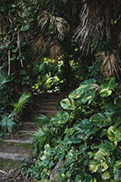 Pothos and philodendron growing outside