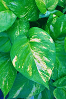 Golden Pothos close up